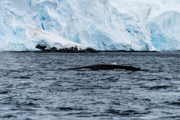 Close-up of the back and dorsal fin of a diving humpback whale -Megaptera novaeangliae. Image taken in the Graham passage, near Charlotte Bay, Antarctic Peninsula