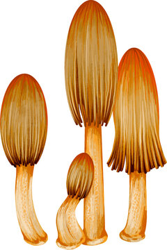 tumn Mane Mushrooms