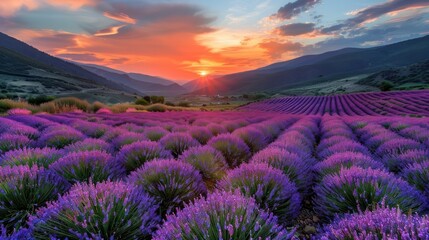 A field of lavender flowers with a beautiful sunset in the background