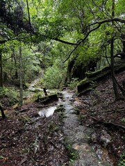 The Shiratani Unsuikyo Ravine on Yakushima is a lush nature park containing several ancient cedars, Yakushima is a World Heritage Site island located in Kagoshima Prefecture, Kyushu, Japan