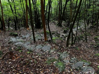The Shiratani Unsuikyo Ravine on Yakushima is a lush nature park containing several ancient cedars, Yakushima is a World Heritage Site island located in Kagoshima Prefecture, Kyushu, Japan
