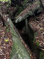 Fototapeta premium The Shiratani Unsuikyo Ravine on Yakushima is a lush nature park containing several ancient cedars, Yakushima is a World Heritage Site island located in Kagoshima Prefecture, Kyushu, Japan