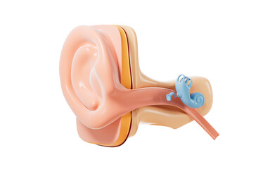 Human auditory system, 3d rendering.