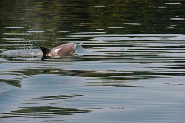 ドルフィンスイムで可愛いミナミハンドウイルカの群れが出迎えてくれた。
白い子イルカもいる。
日本国石川県七尾市能登島 - 2017年5月5日。
北陸地方の石川県、能登半島の先端にある能登島（北緯37度07分、東経136度59分）は、ミナミハンドウイルカの地球上の北限の生息地として知られている。
Indian Ocean Bottlenose Dolphin (Tursiops aduncus)
