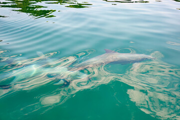 ドルフィンスイムで可愛いミナミハンドウイルカの群れが出迎えてくれた。
白い子イルカもいる。
日本国石川県七尾市能登島 - 2017年5月5日。
北陸地方の石川県、能登半島の先端にある能登島（北緯37度07分、東経136度59分）は、ミナミハンドウイルカの地球上の北限の生息地として知られている。
Indian Ocean Bottlenose Dolphin (Tursiops aduncus)
