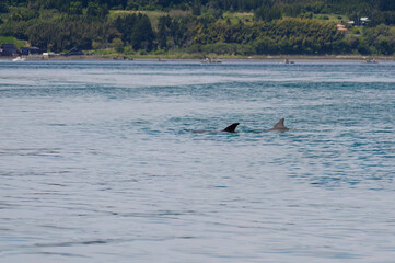Fototapeta premium ドルフィンスイムで可愛いミナミハンドウイルカの群れが出迎えてくれた。 白い子イルカもいる。 日本国石川県七尾市能登島 - 2017年5月5日。 北陸地方の石川県、能登半島の先端にある能登島（北緯37度07分、東経136度59分）は、ミナミハンドウイルカの地球上の北限の生息地として知られている。 Indian Ocean Bottlenose Dolphin (Tursiops aduncus) 