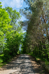 Pathway under the trees beside woodland.