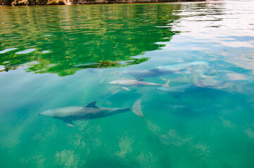 ドルフィンスイムで可愛いミナミハンドウイルカの群れが出迎えてくれた。
白い子イルカもいる。
日本国石川県七尾市能登島 - 2017年5月5日。
北陸地方の石川県、能登半島の先端にある能登島（北緯37度07分、東経136度59分）は、ミナミハンドウイルカの地球上の北限の生息地として知られている。
Indian Ocean Bottlenose Dolphin (Tursiops aduncus)
