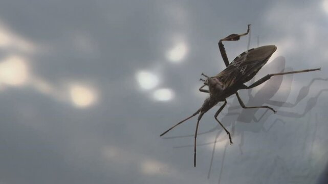 beetle on the window