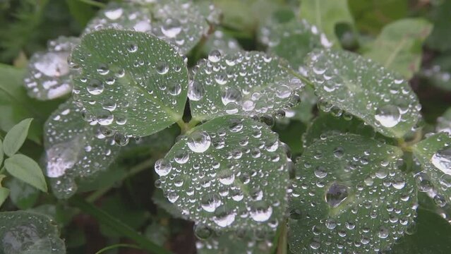 rain drops on a leaf