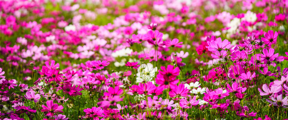 Closeup of pink Cosmos flower under sunlight with copy space  background natural green plants landscape, ecology wallpaper cover page concept.