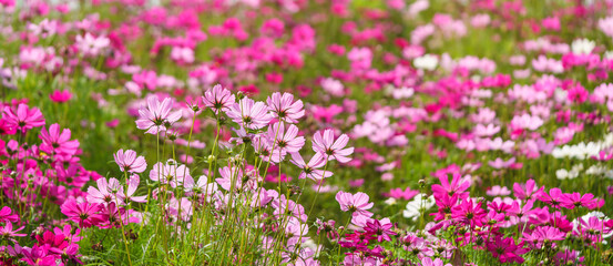 Obraz premium Closeup of pink Cosmos flower under sunlight with copy space background natural green plants landscape, ecology wallpaper cover page concept.