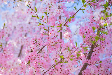 Obraz premium Pear blossom. Cherry tree blossom. White and pink plum tree blossoms in early spring, nature flowers background. Spring branch covered with white flowers. Blooming branch for spring design background.