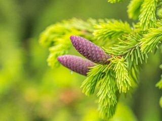 A young female cone of ordinary spruce, it is pink and its scales invitingly open in anticipation...