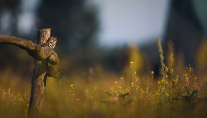 Fototapeta premium Athene noctuahe sits on a beautiful wooden fence and looks out for food.