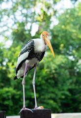 closeup shot of a huge bird called flamingo in National Zoo, Malaysia. 