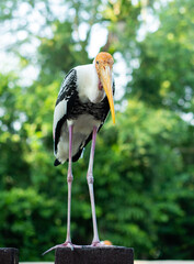 closeup shot of a huge bird called flamingo in National Zoo, Malaysia. 