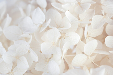 Hortensia blooming white beige fresh flowers macro