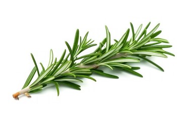 Fototapeta premium Fresh Rosemary Sprigs on White Background