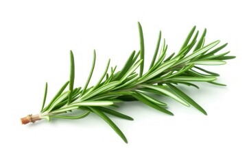 Fototapeta premium Fresh Rosemary Sprig on White Background