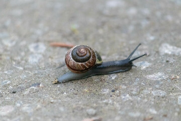 Snail