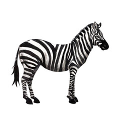 Watercolor Illustration of a Zebra on a White Background.