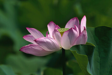 Obraz premium pink lotus flower