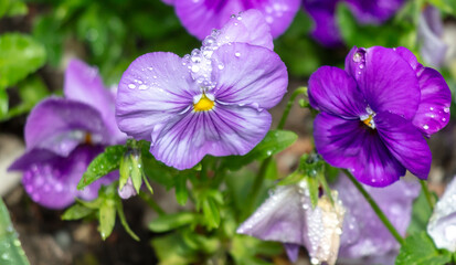 Purple flowers in drops of water