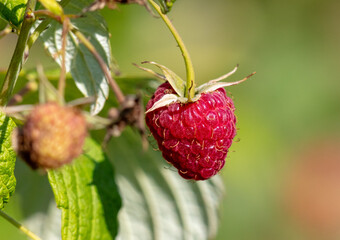 Red ripe raspberries grow in the garden