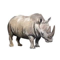 Obraz premium Watercolor illustration of a Rhinoceros on a white Background.
