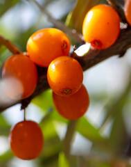 Ripe sea buckthorn on a tree in summer. Macro