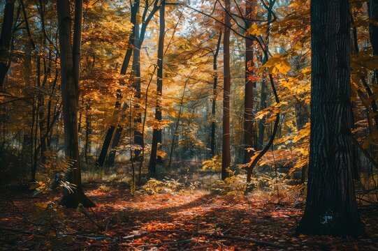 autumn in the forest