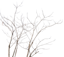 Dry tree branches isolated on white background