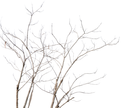 Dry tree branches isolated on white background