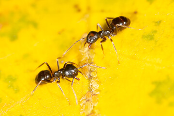 Ants collect aphids on a tree leaf. Macro