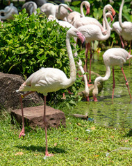 Pink flamingo birds in the park