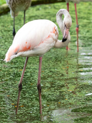 Portrait of a pink flamingo in the park