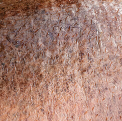 Hippopotamus skin as an abstract background. Texture