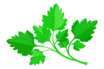 Fresh green leaves of coriander. Vector illustration