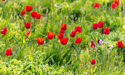 Field with red tulips in the steppe in spring as a background