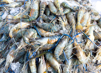 Shrimp on Ice on a counter in Thailand