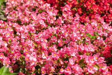 Fototapeta premium Beautiful red wax begonia flowers blossom (Begonia semperflorens) at sunny day. Blooming pink, red flowers in garden. Selective focus.