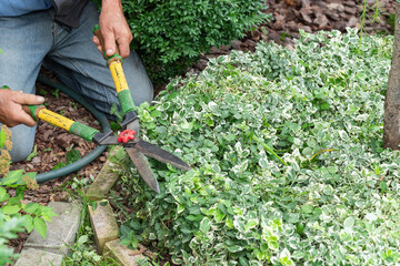 Gardener's hands with hedge shears trimming euonymus bushes . Pruning, trimming euonymus bushes with garden scissors. Cutting bushes with secateurs in garden.