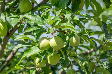 Apple tree branches with an unripe apples in orchard in sunny summer day.