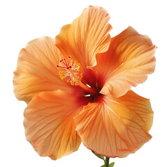 Close-up of a beautiful orange hibiscus flower with green leaves, png transparent, no background, showcasing its delicate petals and vibrant colors.