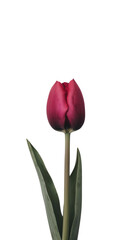 Obraz premium A beautiful close-up of a single red tulip with green leaves, png transparent, no background. Ideal for floral and botanical designs or nature themes.