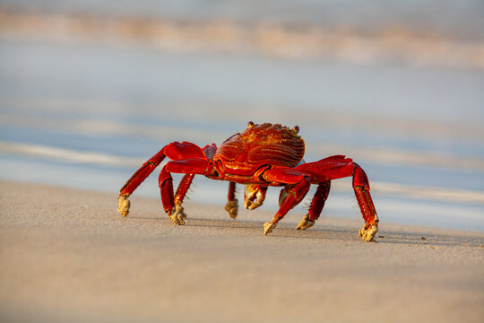 crab standing looking at ocean sally lightfoot galapagos islands