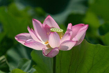 Obraz premium pink lotus flower