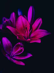 Lily Orange Flowers - (Lilium Bulbiferum).