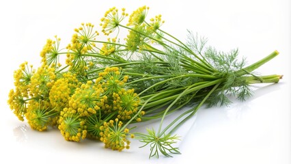Fototapeta premium A beautiful, delicate bouquet of fresh flowering dill with feathery green leaves and tiny yellow blooms on a pure white background.